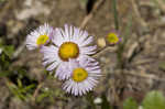 Robin's plantain